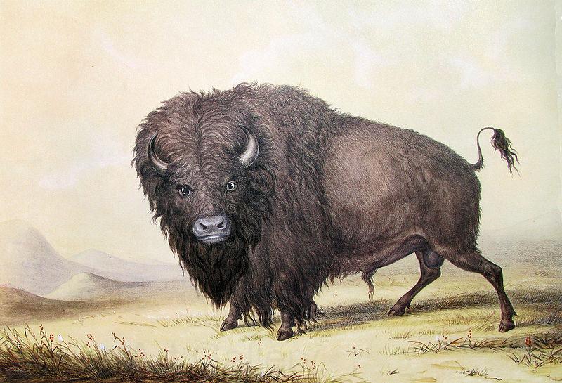 unknow artist George Catlin Bull Buffalo France oil painting art